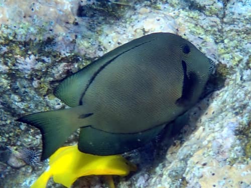 Hawaiian Bristletooth