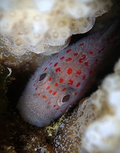 Hawaiian Coral Croucher