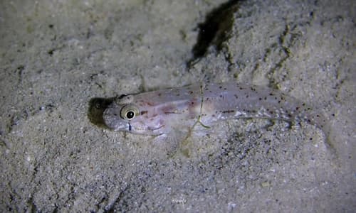 Hawaiian Eyebar Goby