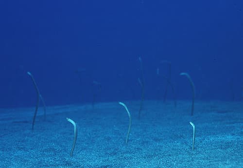 Hawaiian Garden Eel