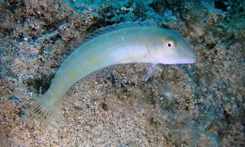 Hawaiian Knifefish