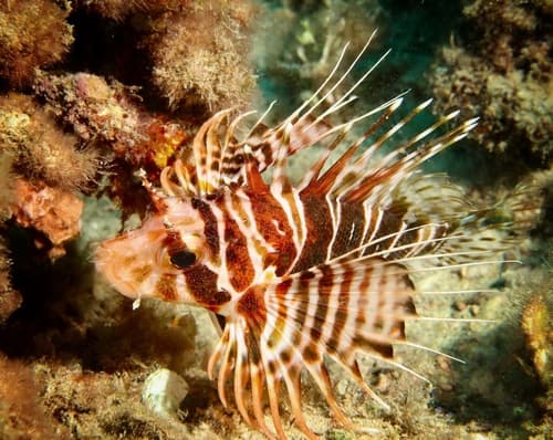Hawaiian Lionfish