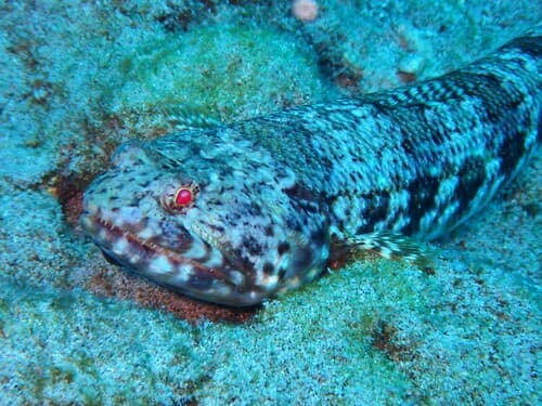 Hawaiian Lizardfish