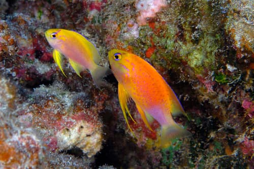 Hawaiian Longfin Anthias