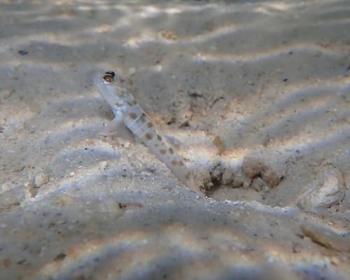 Hawaiian Shrimp Goby