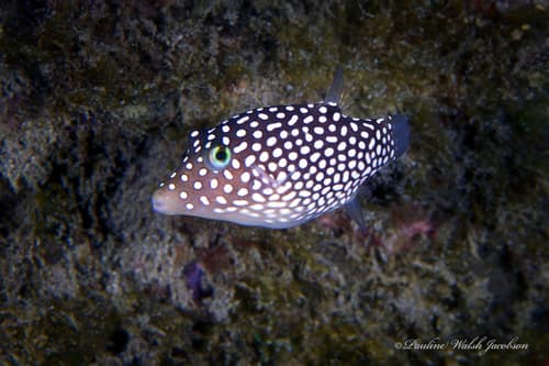 Hawaiian Spotted Toby