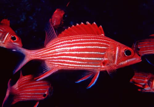 Hawaiian Squirrelfish