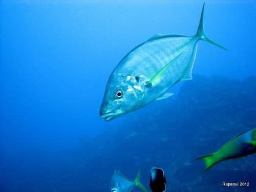 Hawaiian Thicklipped Jack