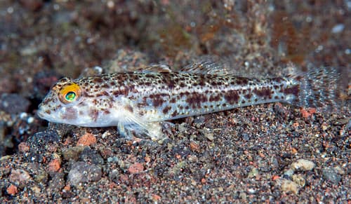 Spottedfin Goby