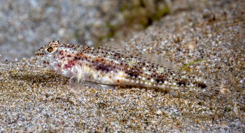 Profuse Goby