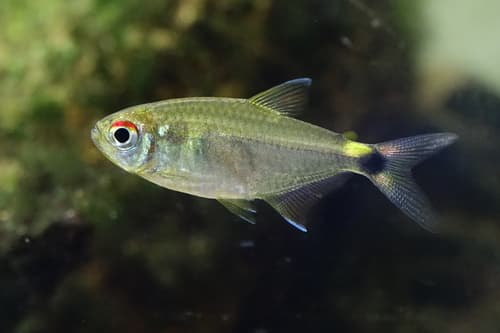 Head and Tail Light Tetra