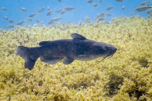 Headwater Catfish