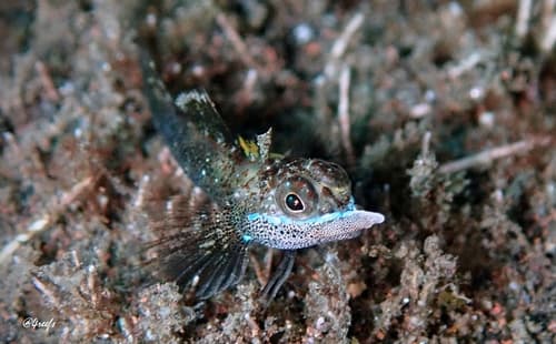 Helcogramma melanolancea