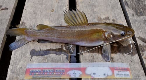 Hemibagrus capitulum