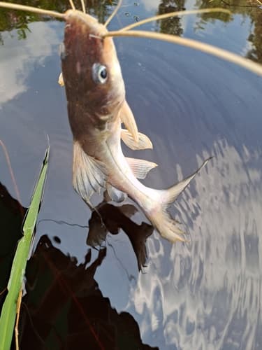 Asian Redtail Catfish