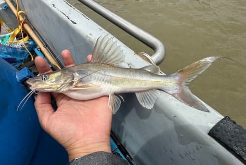 Hemibagrus spilopterus