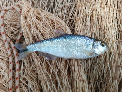 Hemibrycon colombianus