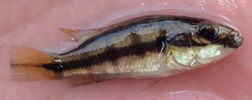 Hemichromis angolensis