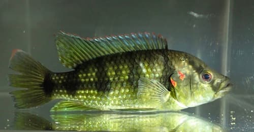 Cameroon Jewel Cichlid