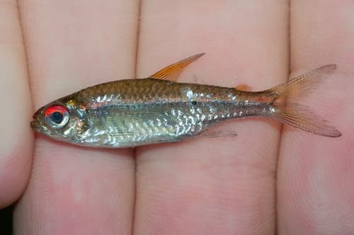 Red-eyed Tetra