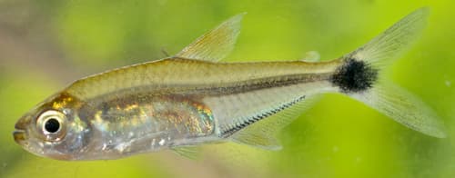 Boeseman's Tetra