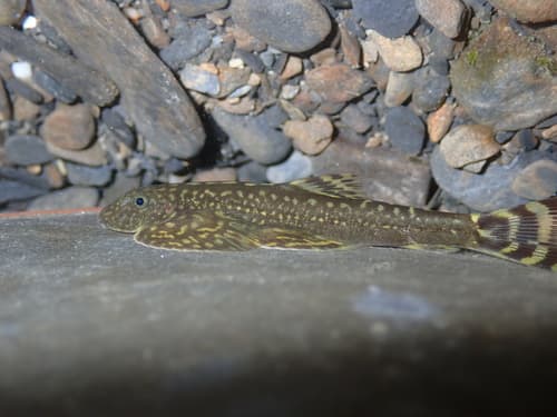 Yushan Hillstream Loach