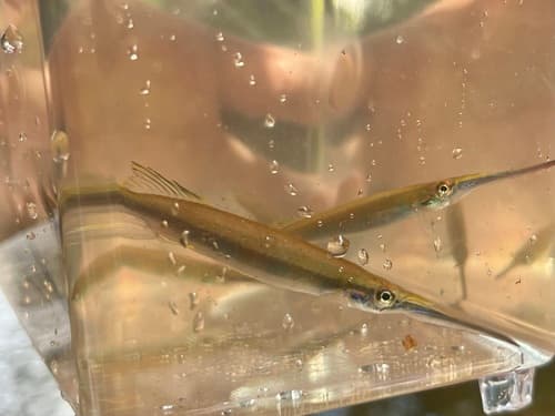 Thread-finned Halfbeak