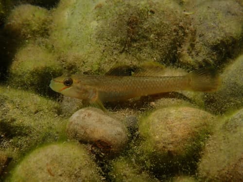 Henchuenensis Goby