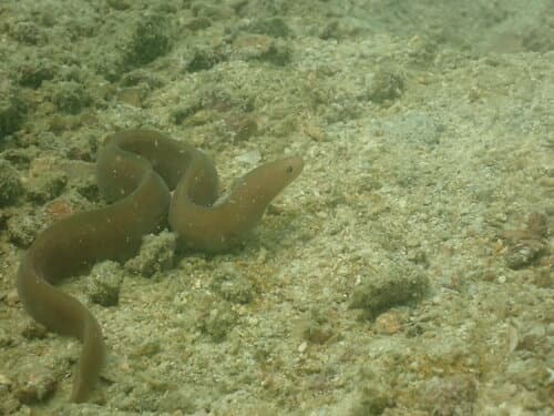 Herre's Moray