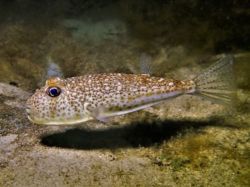 Hicks' Toadfish