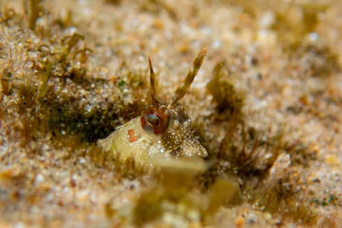 Highbrow Rockskipper