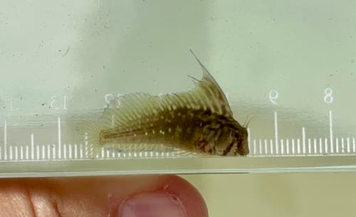 Highfin Blenny