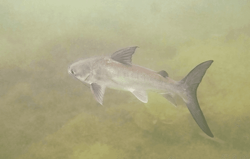 Highfin Catfish
