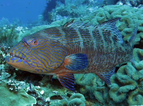 Highfin Coralgrouper