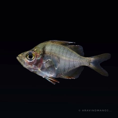 Highfin Glassy Perchlet