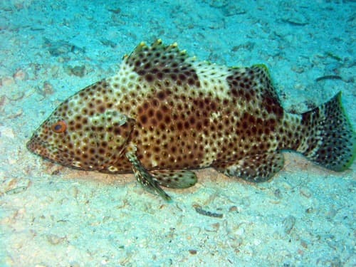 Highfin Grouper