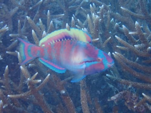 Highfin Parrotfish