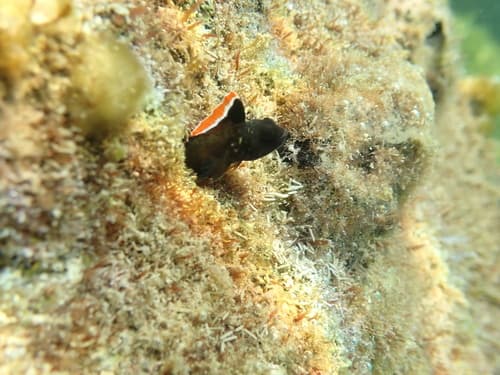 Highfin Red Banner Blenny