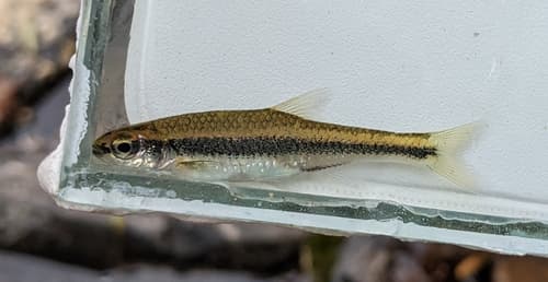 Highfin Shiner