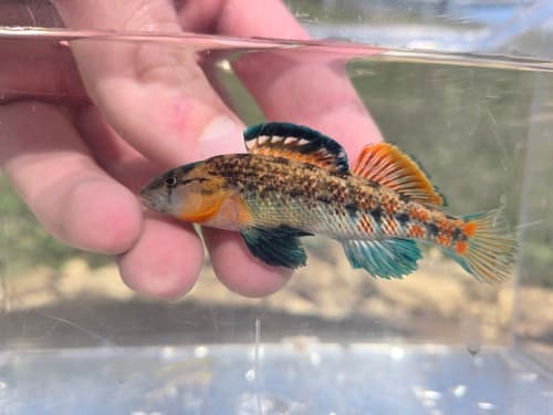 Highland Rim Darter