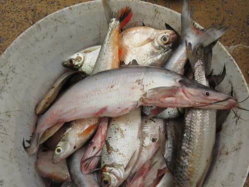 Highwaterman Catfish