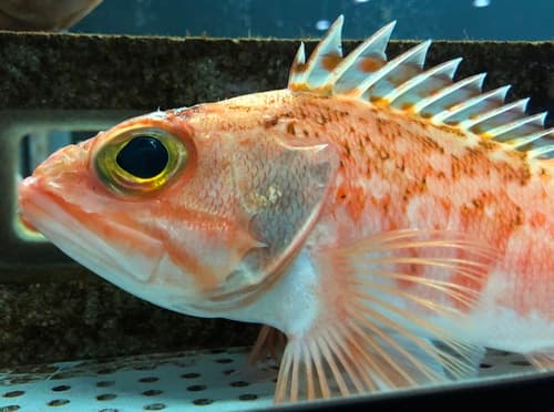 Hilgendorf's Saucord