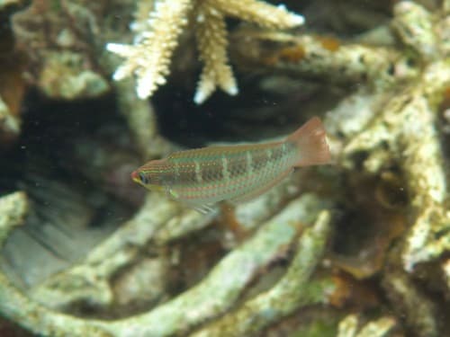 Hilomen's Wrasse
