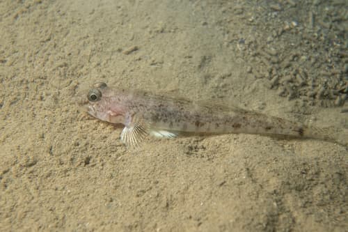 Hinsby's Goby
