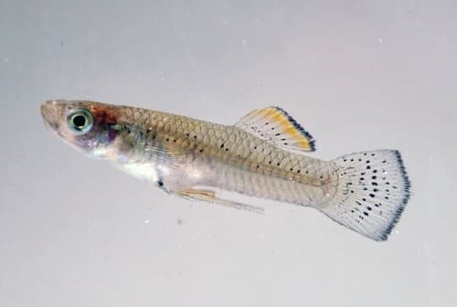 Hispaniolan Gambusia