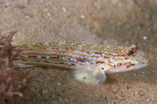 Hoese's Sandgoby