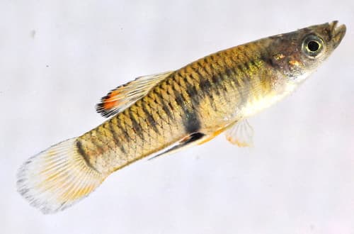 Holdridges Toothcarp