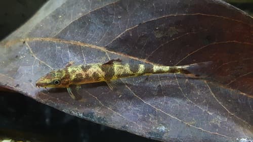 Homaloptera ogilviei