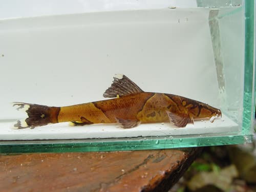 Homaloptera parclitella