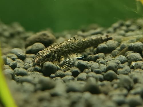 Homalopteroides modestus